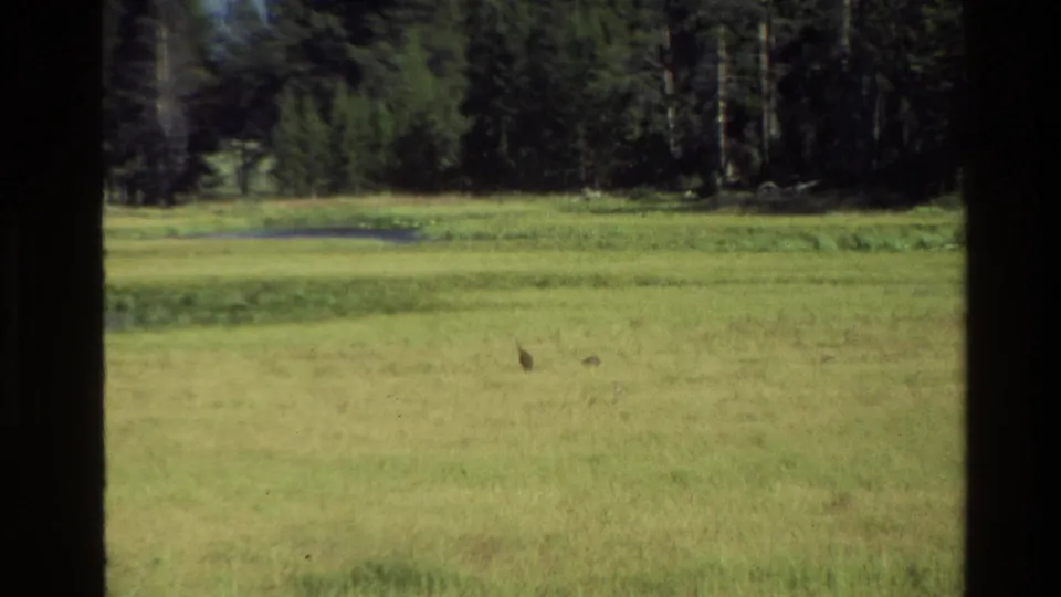 Grand Teton-area 8mm frame showing a small rabbit in an open meadow with forest and a shallow water patch in the background.