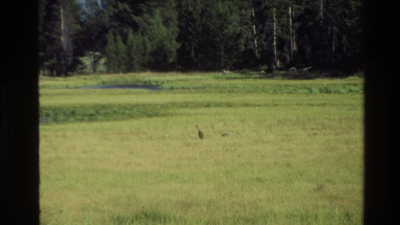 1980 Grand Teton 8mm frame showing two distant birds in a sunlit meadow, with water, evergreen forest, and dark window mullions.