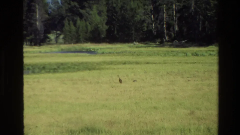 1980 Grand Teton 8mm frame showing two distant birds in a sunlit meadow, with water, evergreen forest, and dark window mullions.