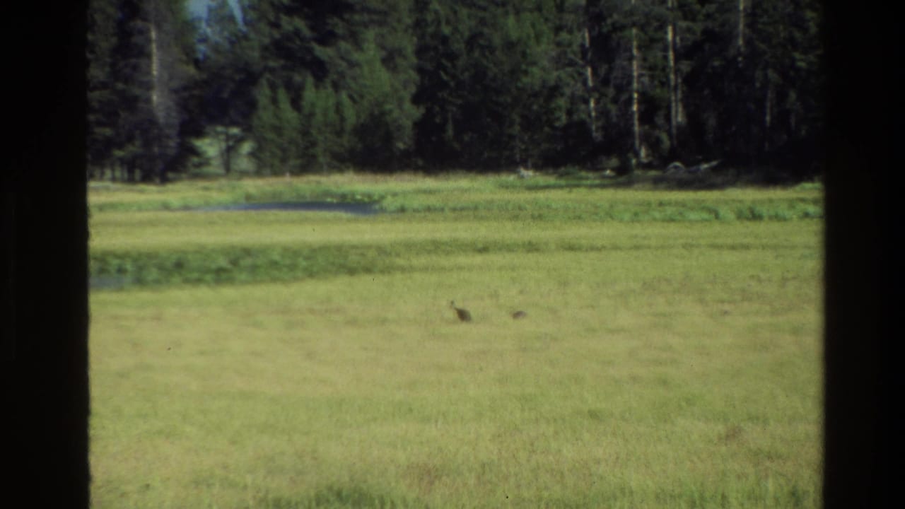 1980 Grand Teton home-movie frame of two small birds crossing a grassy meadow near a wet area, with dense forest in back.