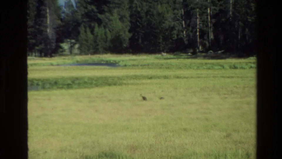 1980 Grand Teton home-movie frame of two small birds crossing a grassy meadow near a wet area, with dense forest in back.