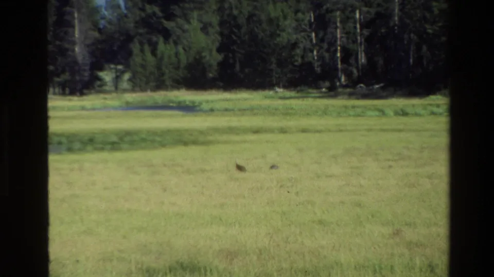Grand Teton 1980 8mm view of two small birds low in a meadow, with a narrow pond area and evergreen woods beyond.
