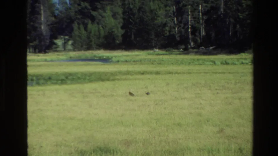 Final 1980 Grand Teton frame showing two distant birds in a grassy meadow, backed by wetland color and evergreen forest.