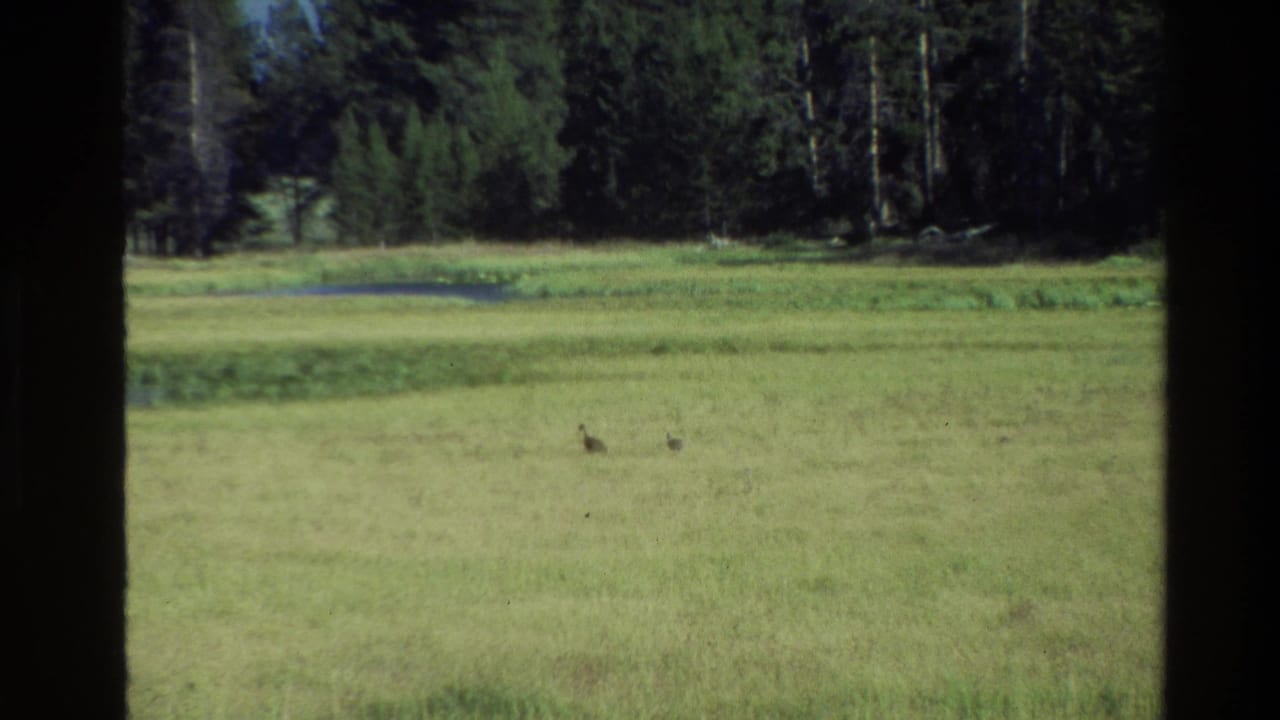 1980 Grand Teton home-movie frame showing a green meadow, small pond area, distant trees, and dark window-frame edges.