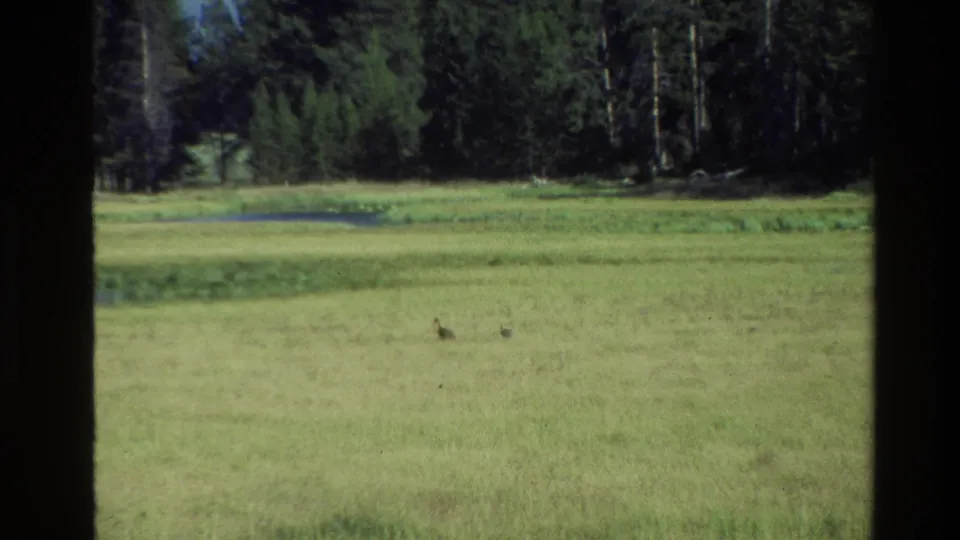 1980 Grand Teton home-movie frame showing a green meadow, small pond area, distant trees, and dark window-frame edges.