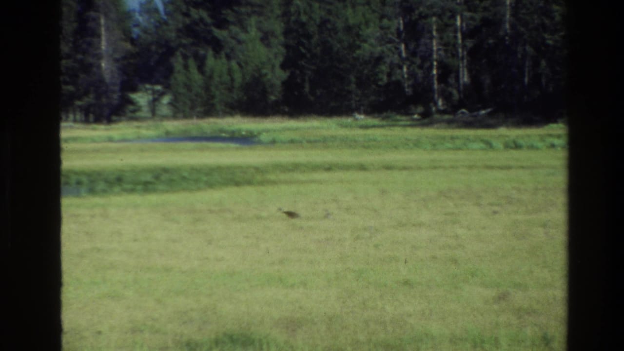 Open meadow and pond margin with distant trees behind dark frame bars.