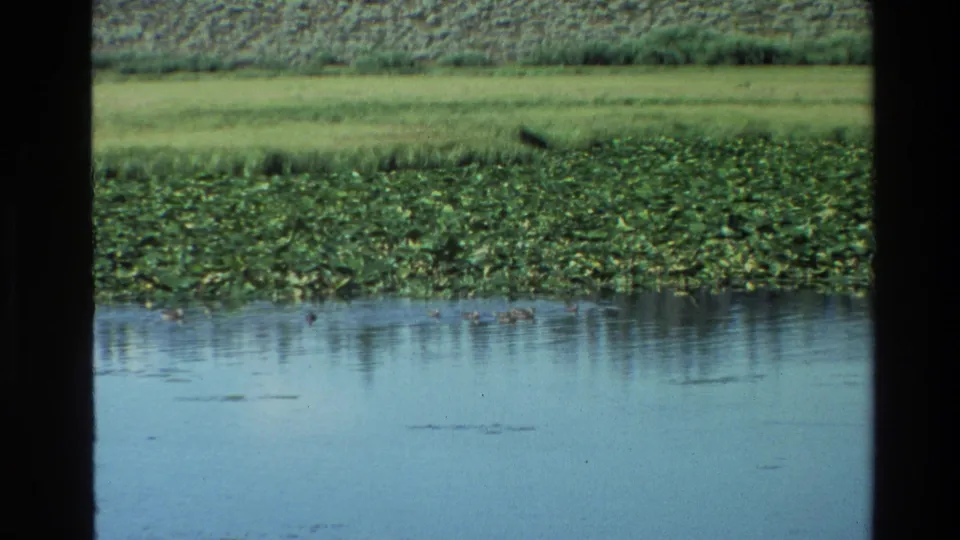 1980 Grand Teton pond close-up with aquatic plants, reflective water, grassy banks, and dark vertical framing in the foreground.