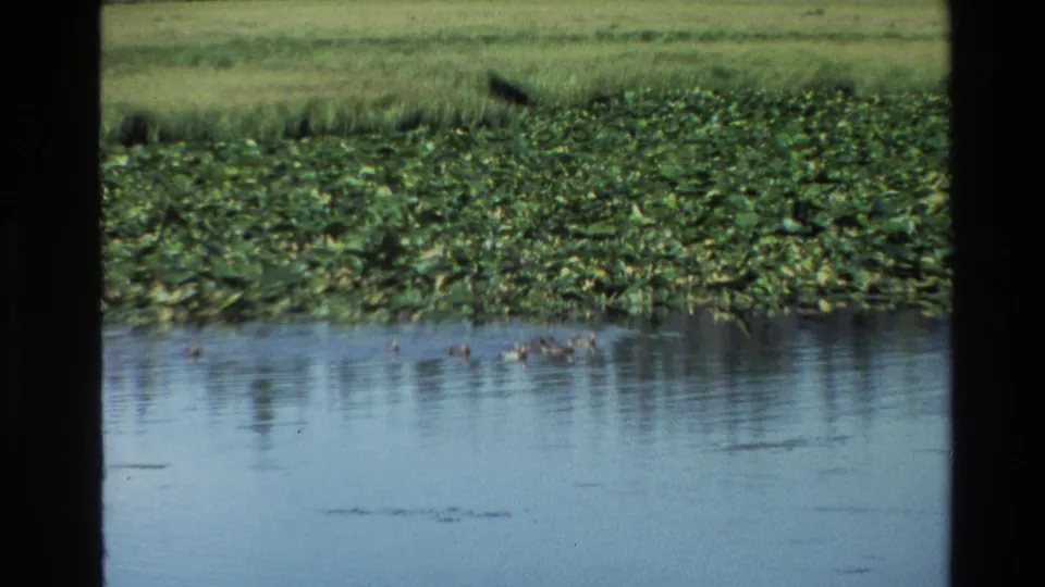 Grand Teton 8mm frame showing small ducklings or waterfowl among lily pads, with pond reflections and meadow beyond.