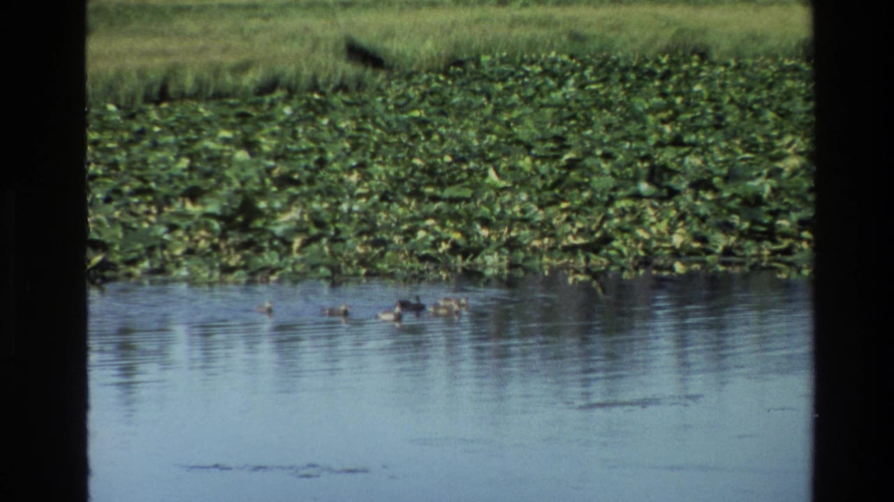 In Grand Teton, Wyoming, 1980 home-movie footage, ducks move across sunlit pond water near a thick bed of lily pads.
