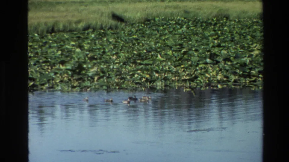 In Grand Teton, Wyoming, 1980 home-movie footage, ducks move across sunlit pond water near a thick bed of lily pads.