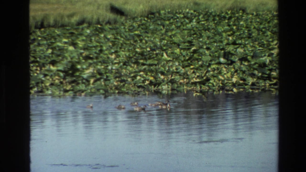 Small group of ducks swims near lily pads on calm blue-green water.