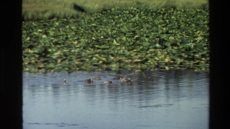 Ducks continue across the reflective pond, with dense lily pads and grass behind them in the Grand Teton 1980 scene.
