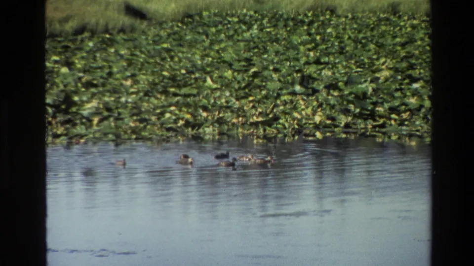 The final frame shows ducks on sunlit water below dense lily pads, retaining the soft color and grain of 1980 8mm footage.