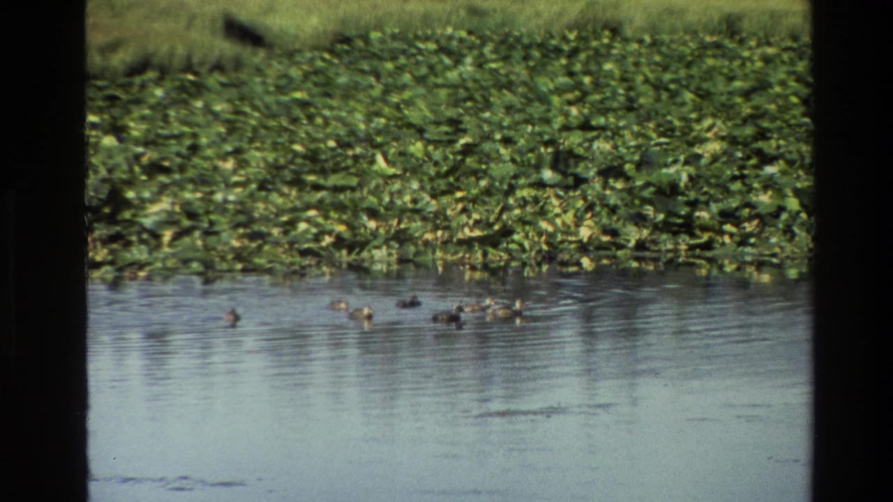 Ducks move through a quiet Grand Teton pond with lily pads and green wetland growth, from 1980 8mm home-movie footage.