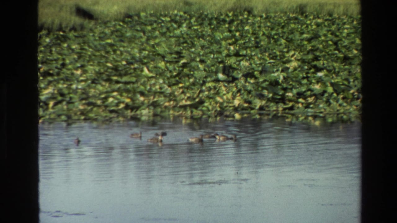Small ducks swim near a broad mat of lily pads on a pond.