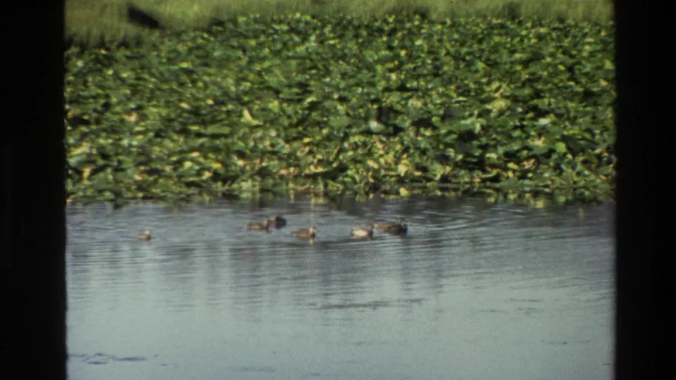 Several ducks drift across reflective pond water beneath thick lily pads, consistent with the supplied Grand Teton 1980 location metadata.