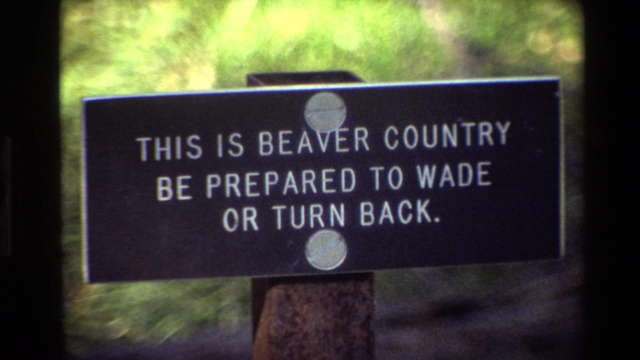 Dark warning sign reading this is beaver country beside green vegetation.