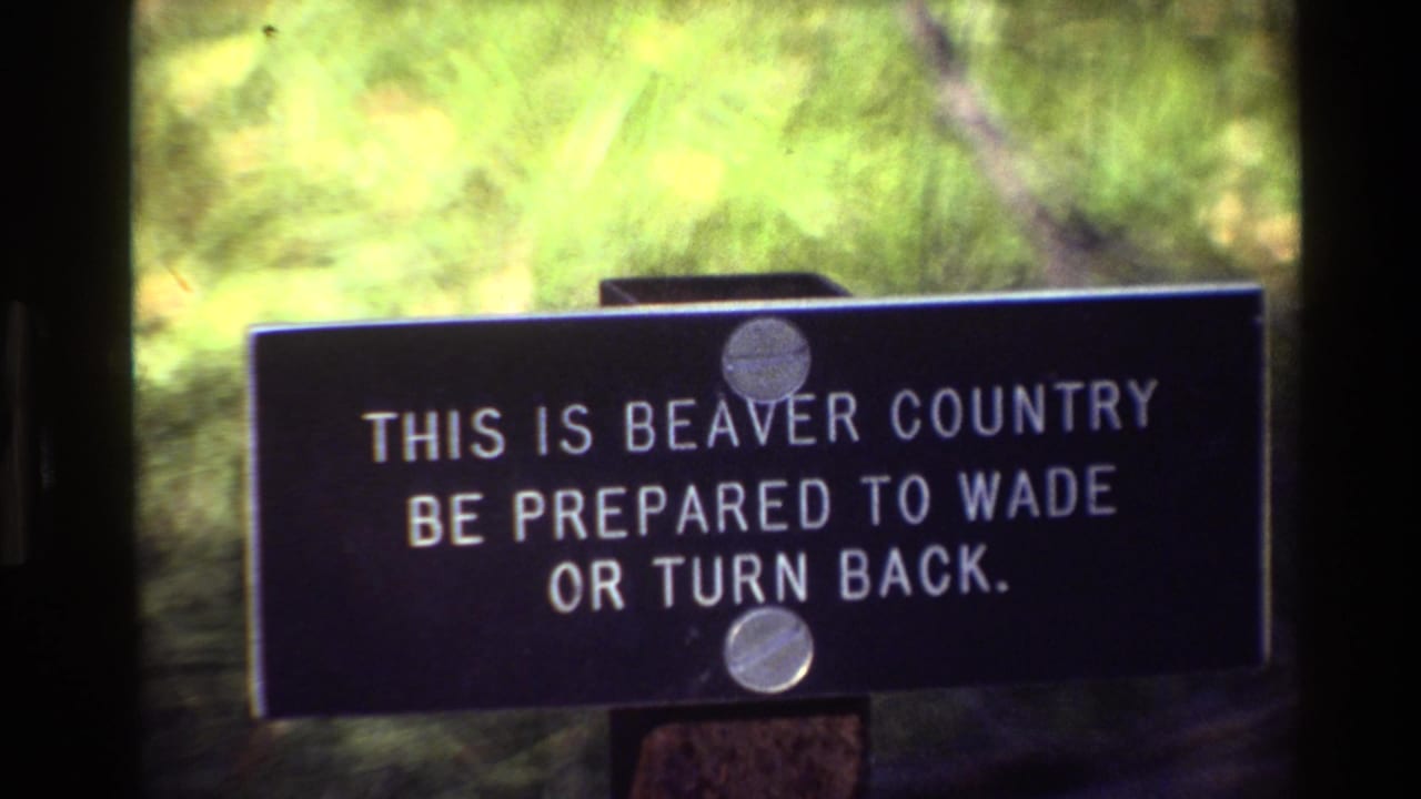 Black warning sign reading this is beaver country, mounted on a post among green foliage.