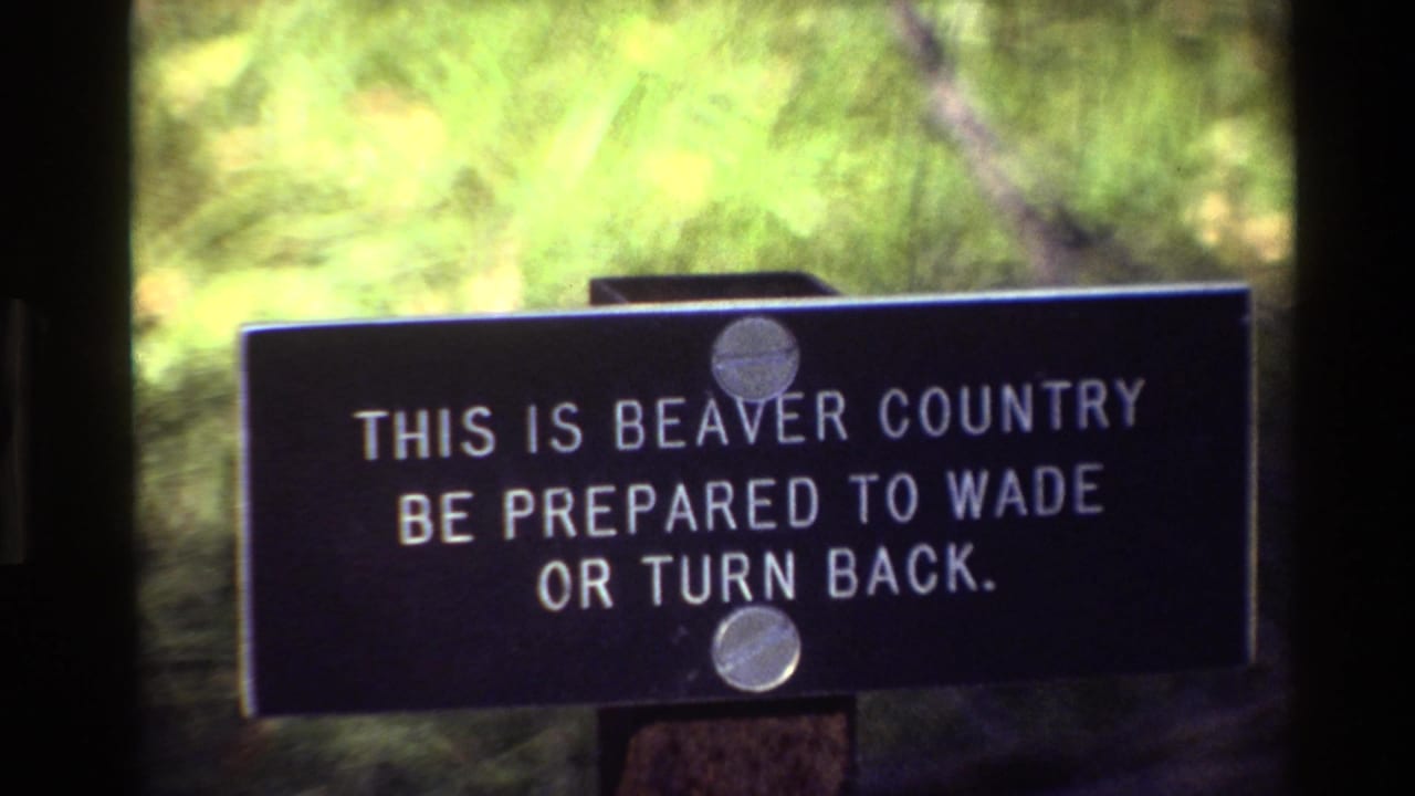 Close view of the beaver country warning sign with blurred greenery behind it.