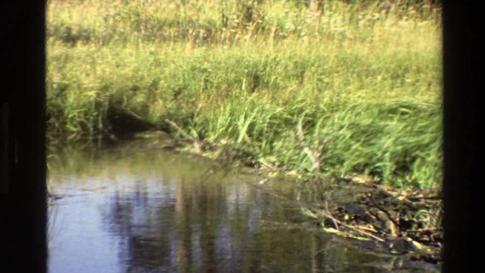1980 Grand Teton home-movie frame of a quiet stream edge with grasses, reeds, and possible beaver activity.