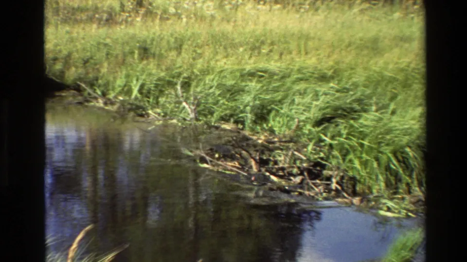 Grand Teton 8mm frame showing a wetland stream bordered by reeds and a low stick structure consistent with beaver activity.