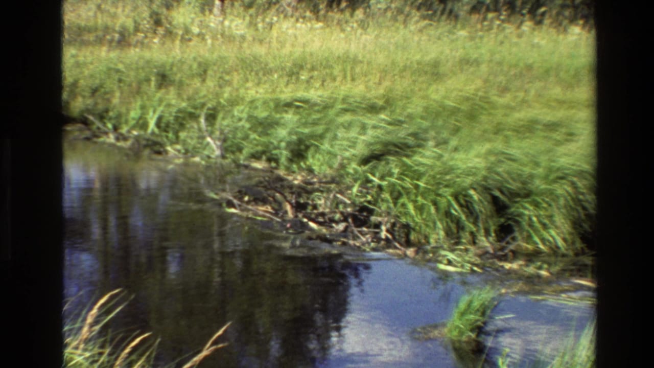 1980 Grand Teton, Wyoming home-movie frame showing a quiet marsh stream, dense green grass, reeds, and reflected sky on dark water.