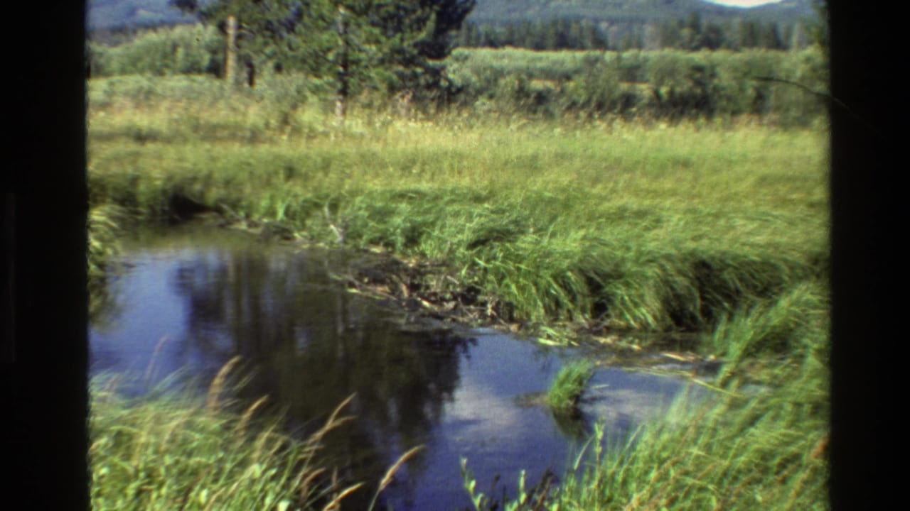 Wetland channel with grasses, reeds, evergreen trees, and distant mountains.