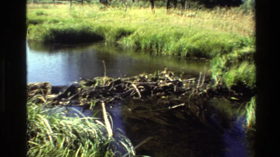 1980 Grand Teton, Wyoming frame showing a stick-and-branch beaver dam beside dark marsh water and green grassy banks.