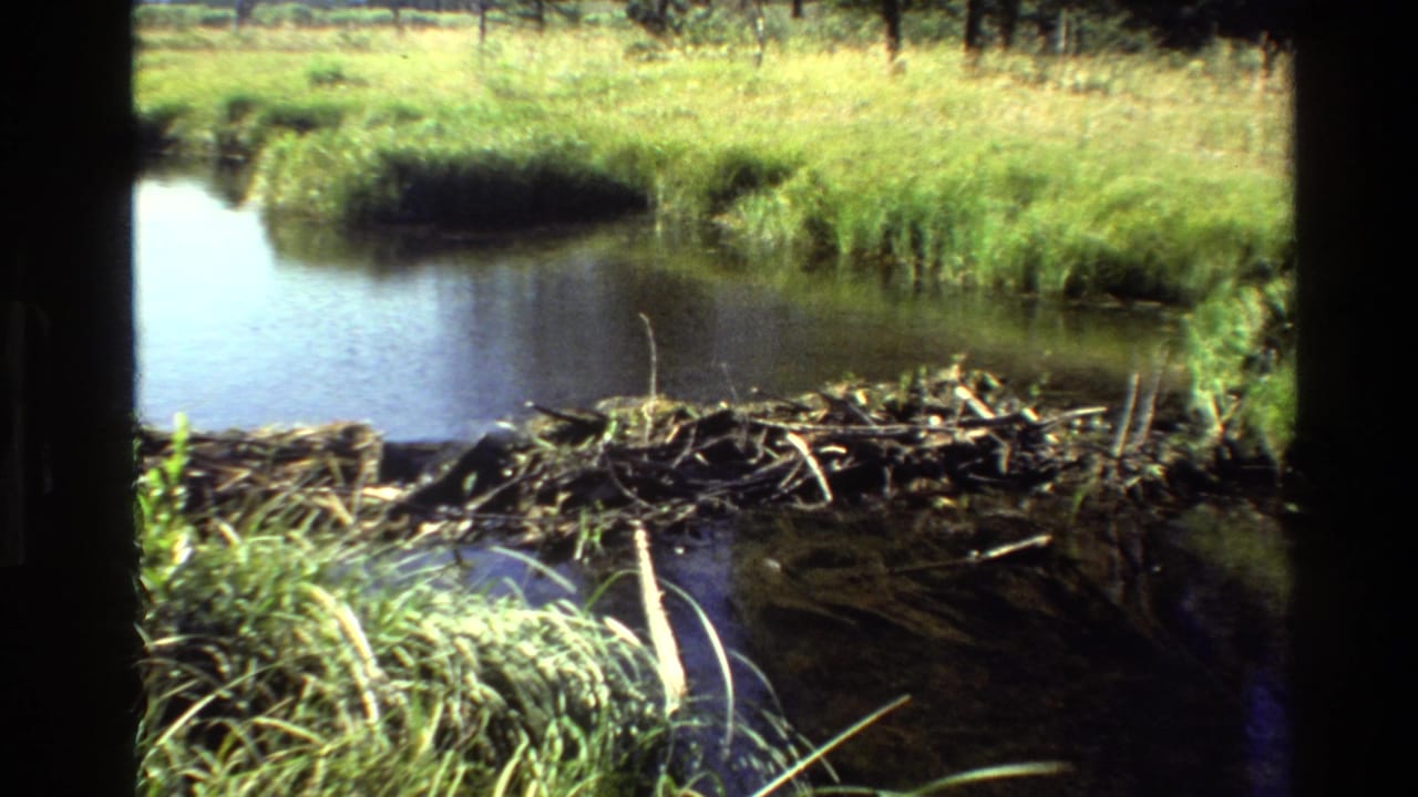 1980 Grand Teton 8mm frame showing marsh water, reeds, and a stick beaver dam in bright daylight.