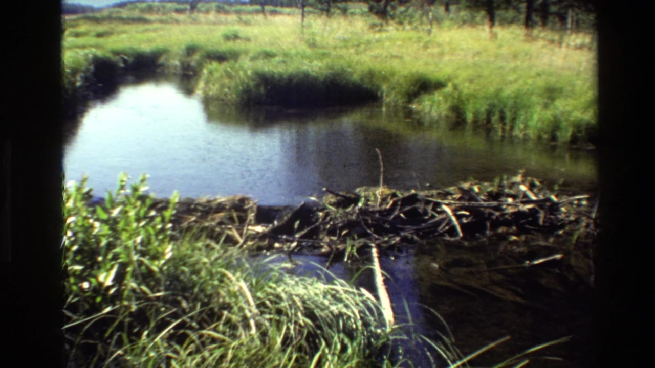 Water channel, reeds, and a stick dam seen from a shaded edge.