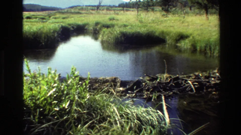 8mm Grand Teton frame of a wetland channel bordered by bright green grass and a branch-built dam.