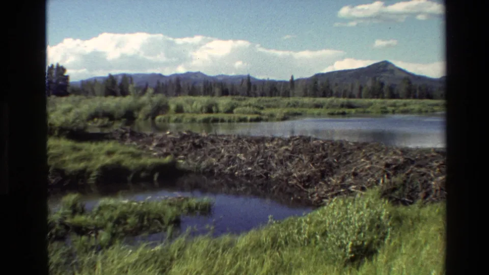 Wide 1980 Grand Teton wetland view with a beaver dam, lake, distant trees, mountains, blue sky, and clouds.