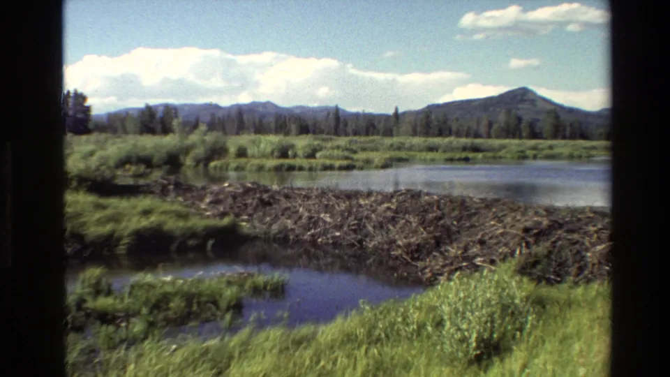 1980 Grand Teton, Wyoming 8mm frame showing a lake, branch beaver dam, marsh grass, forest, and distant mountain ridge.