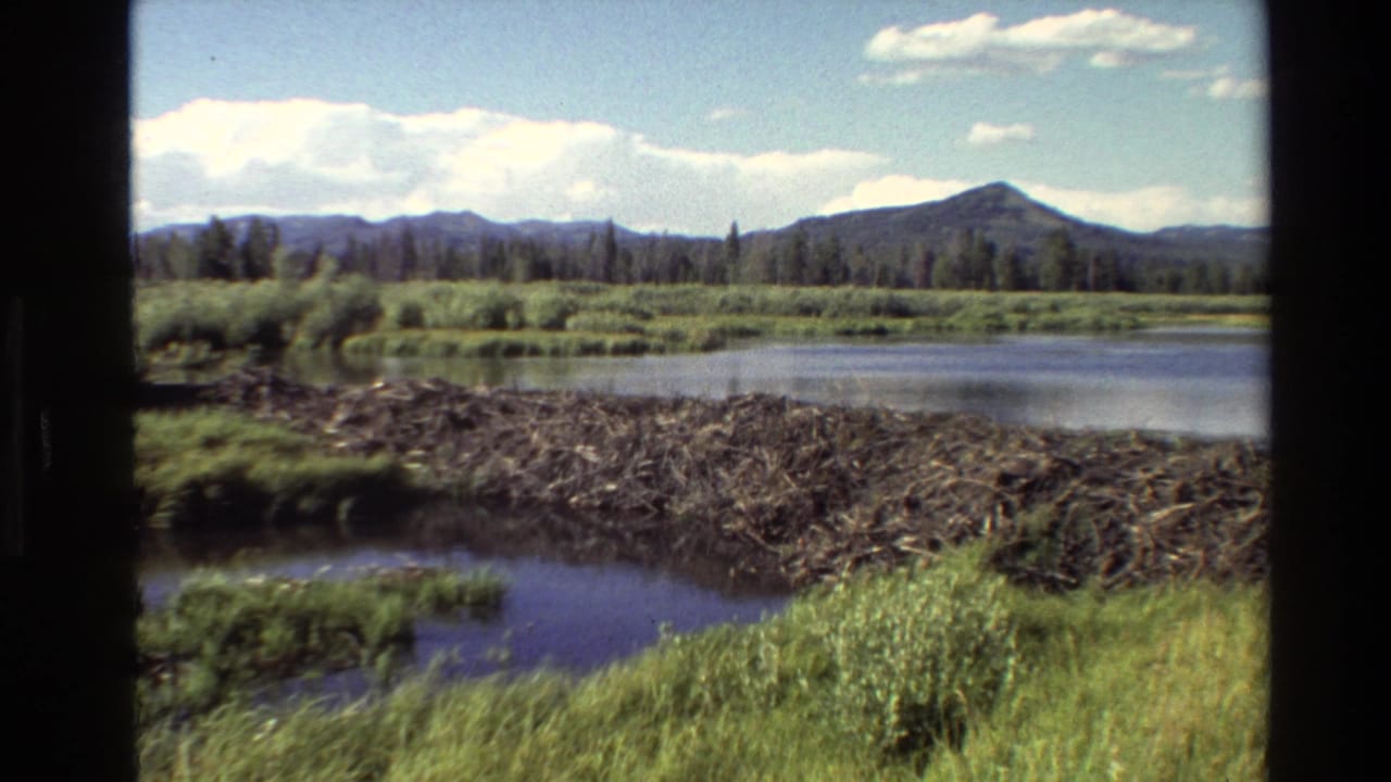 Lake and beaver dam with marsh grass, trees, mountains, blue sky, and scattered clouds.