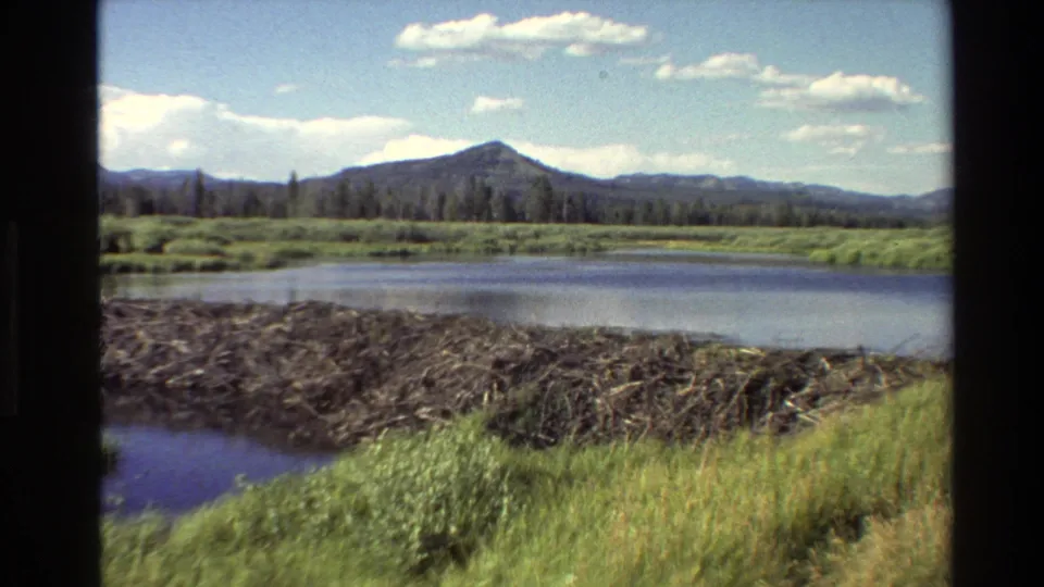1980 Grand Teton, Wyoming frame of a lake bordered by reeds and a beaver dam, with forest and mountains under scattered clouds.