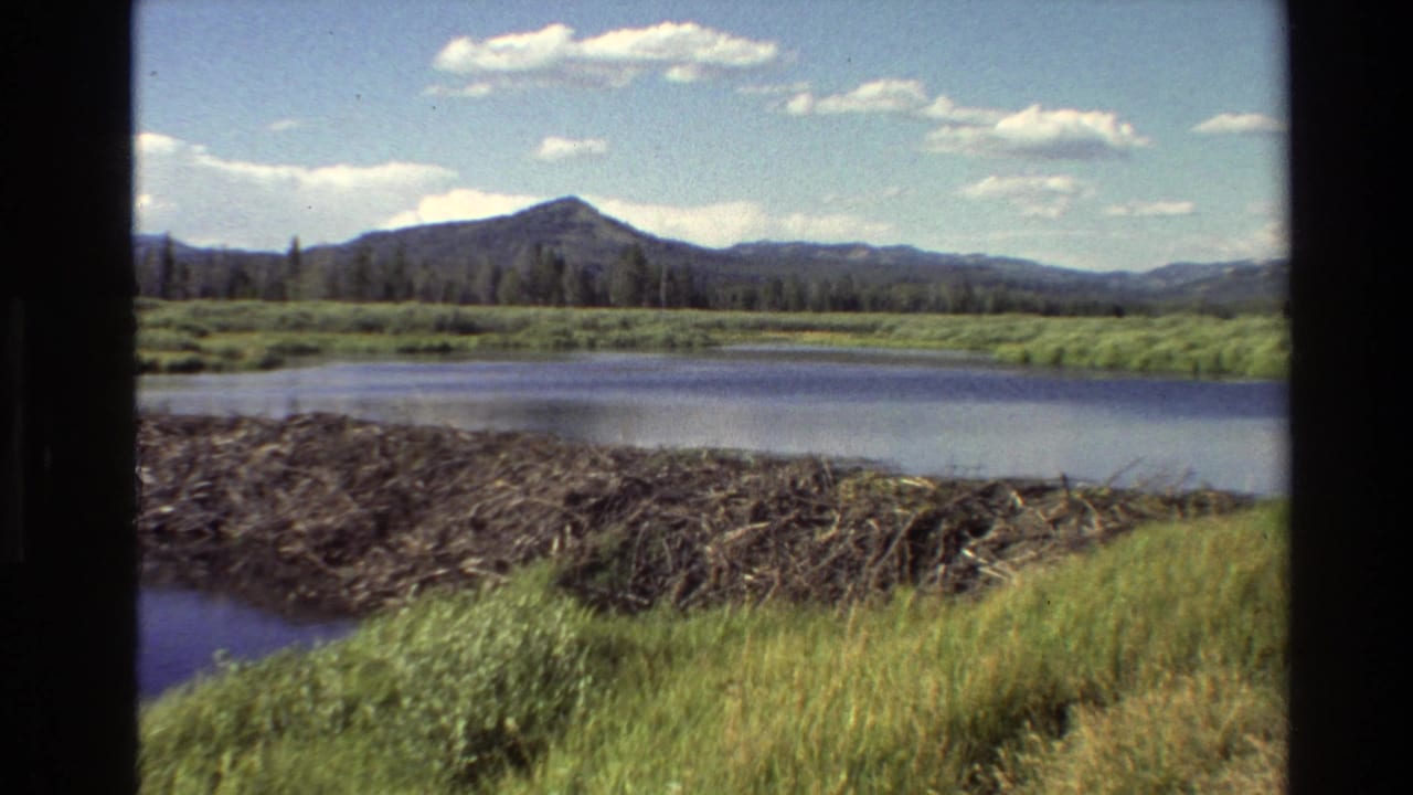 Beaver dam in a mountain lake with grass, forest, distant peaks, and blue sky.