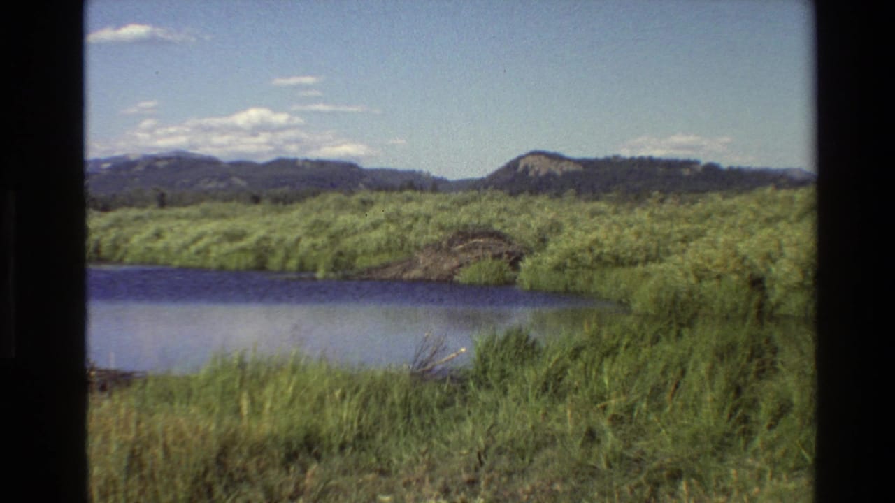 1980 Grand Teton-area frame looking across lake water and reeds toward a beaver dam, green wetland growth, and forested mountain ridges.