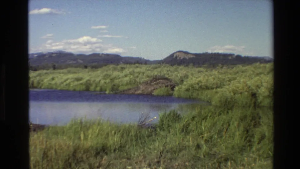 1980 Grand Teton-area frame looking across lake water and reeds toward a beaver dam, green wetland growth, and forested mountain ridges.