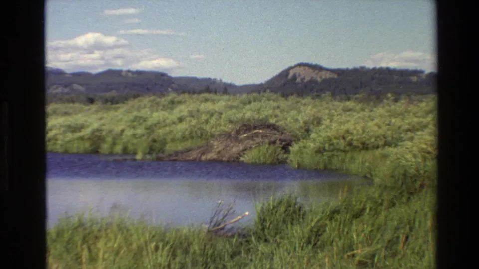 1980 Grand Teton-area 8mm frame showing shoreline grasses and still water with a beaver dam, shrubs, forested slopes, and mountains behind.