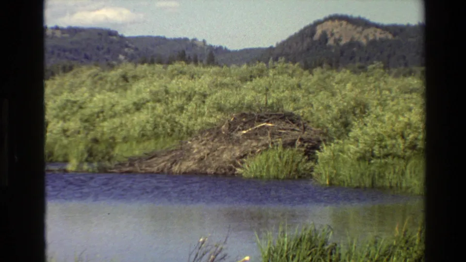 1980 Grand Teton-area 8mm frame with a closer view of a stick-and-branch beaver dam beside blue water, reeds, shrubs, and mountains.