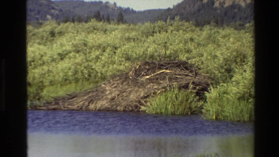 1980 Grand Teton 8mm frame showing a branch-and-mud beaver dam beside river water, with reeds, shrubs, and distant wooded hills.