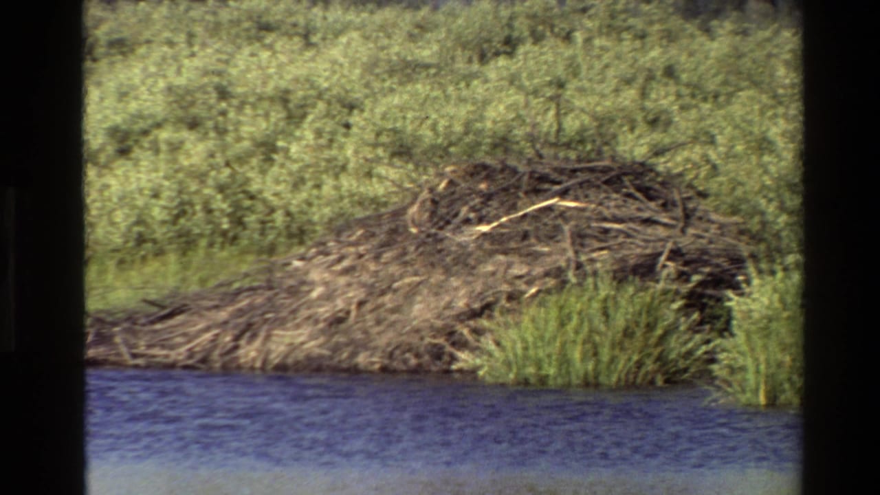 Closer view of a beaver dam beside blue water and dense green riverside vegetation.