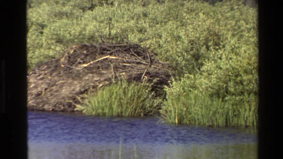 1980 Grand Teton 8mm frame showing the dam from a slightly shifted angle, with reeds in front, river water below, and shrubs behind.