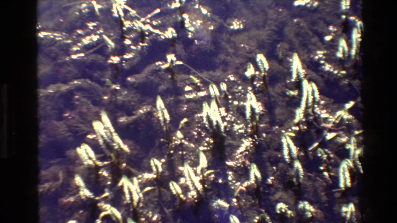 1980 Grand Teton 8mm frame showing spiky foliage and sunlit leaf highlights over dark blue-purple ground texture.