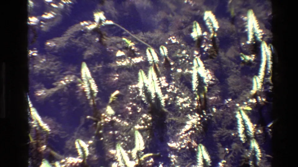 1980 Grand Teton 8mm frame showing upright spiky leaves, dark ground cover, and shimmering sunlight on plant surfaces.