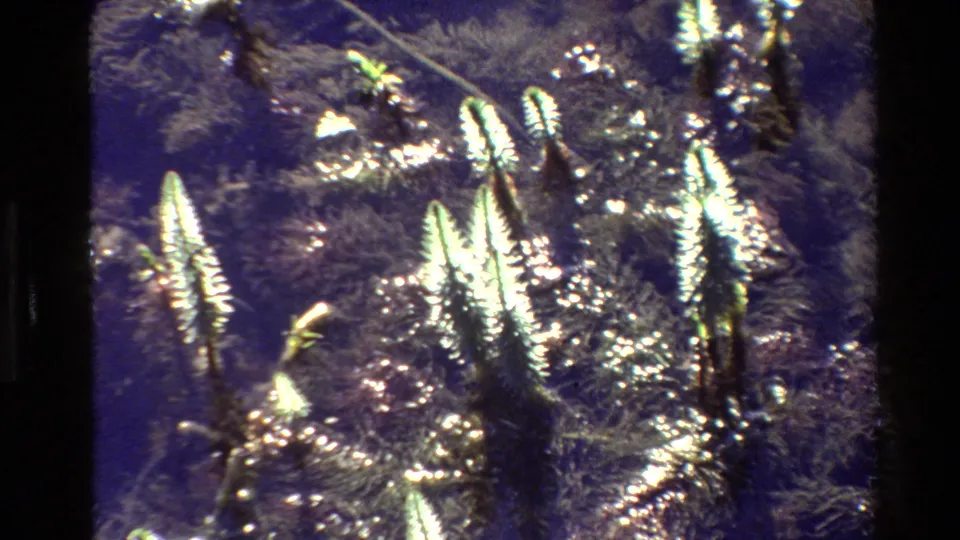 1980 Grand Teton 8mm frame with a cluster of spiky foliage, bright leaf highlights, and dark textured background.