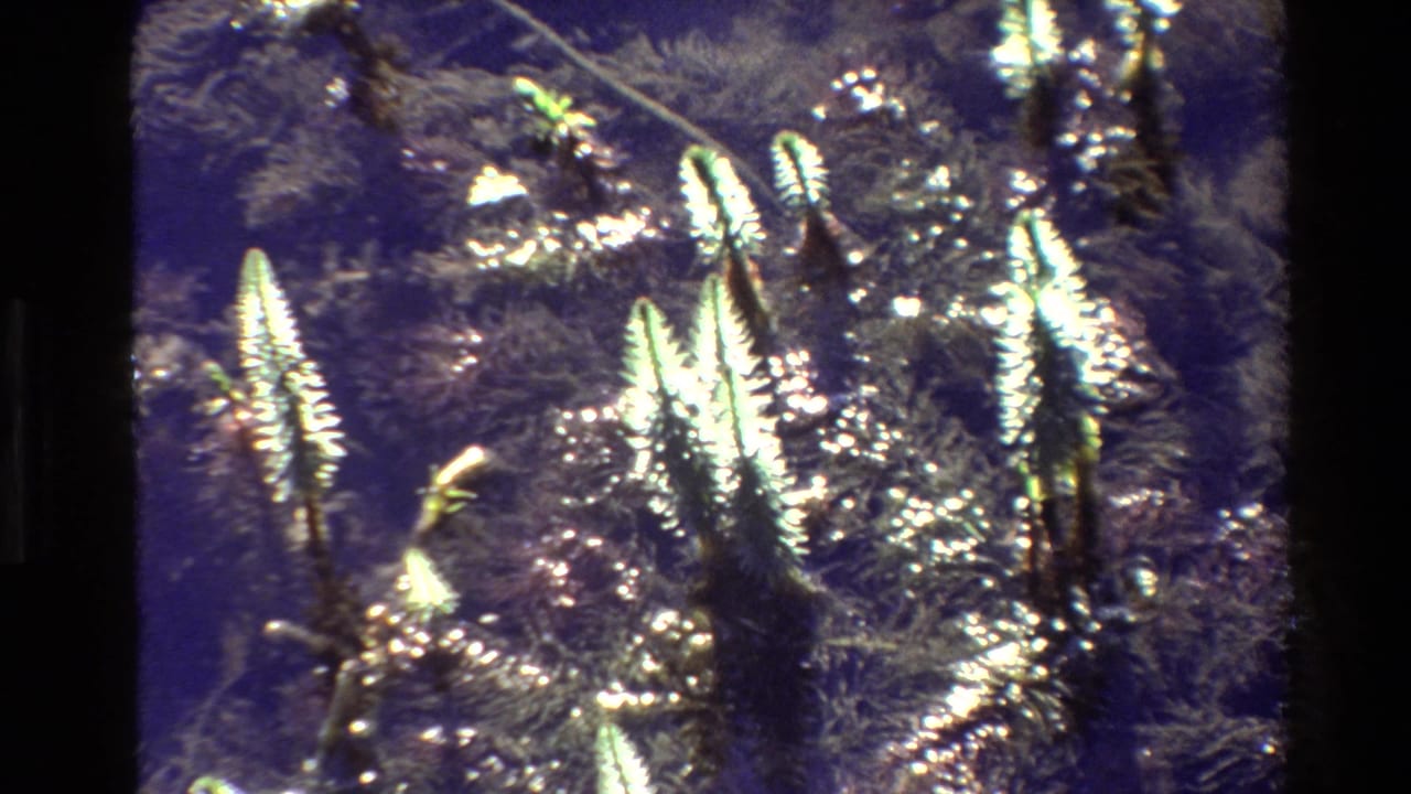 Faded 1980 Grand Teton home-movie frame showing bright plant forms and reflective water texture within dark 8mm film borders.