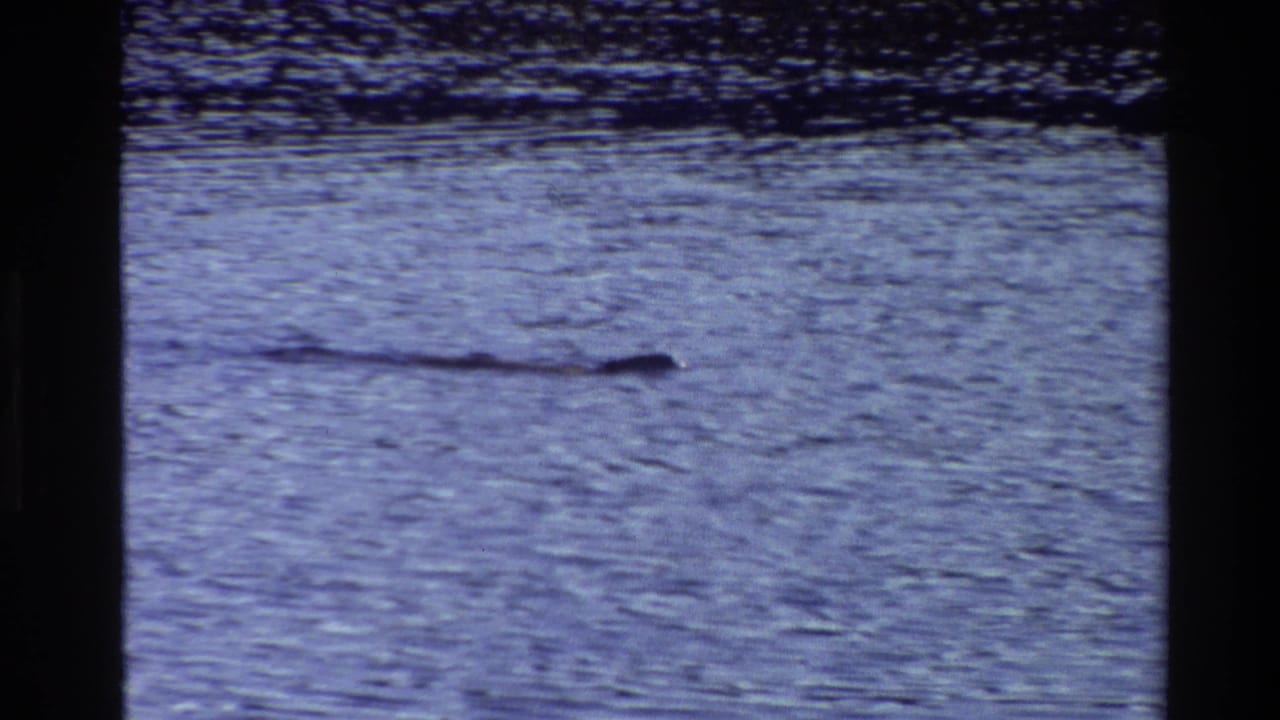 Long dark shape moving across rippled water near a darker shoreline band.