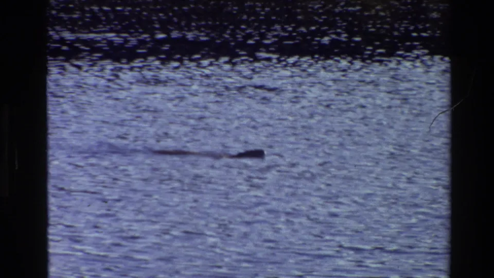 The unidentified dark form continues across pale rippled water in the Grand Teton home movie, with a faint wake trailing behind.
