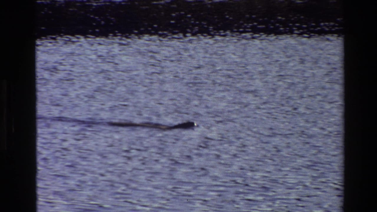 Long dark form or wake visible on rippled water.